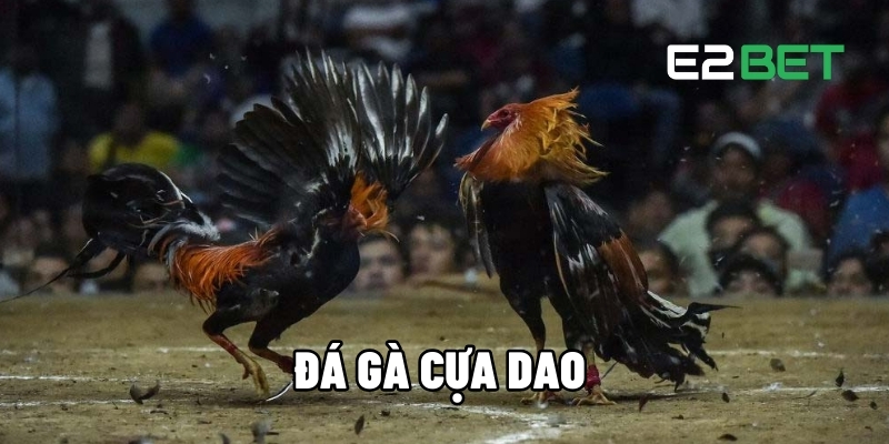 Đá Gà Cựa Dao – Trận Đấu Máu Lửa, Cược Nổ Từng Giây Tại E2BET 1 Đá gà cựa dao